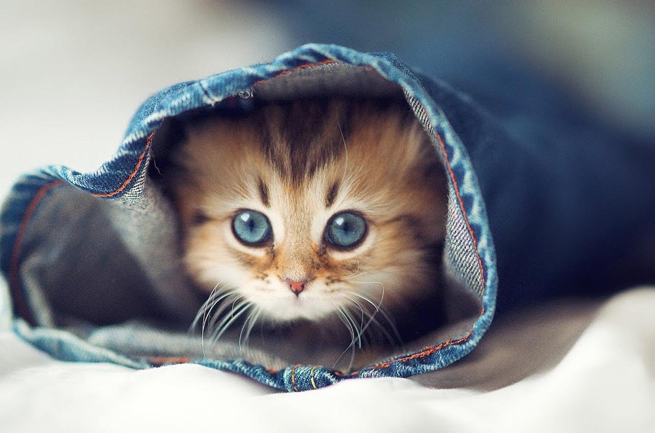 Top viral pictures of the cute and funny cat on social media. - The CBC News
