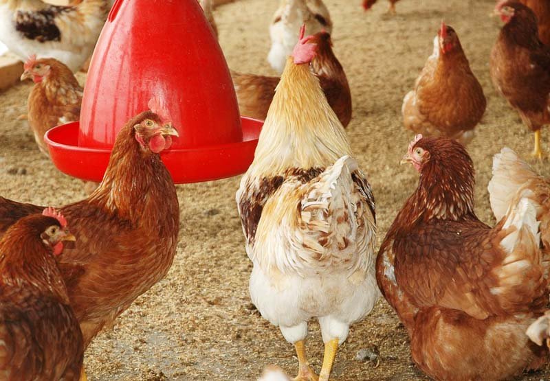Kemin Launches Nutritional Solution For Poultry Feeds.
