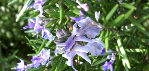 The Rosemary Plant Stops Bugs From Your Garden.