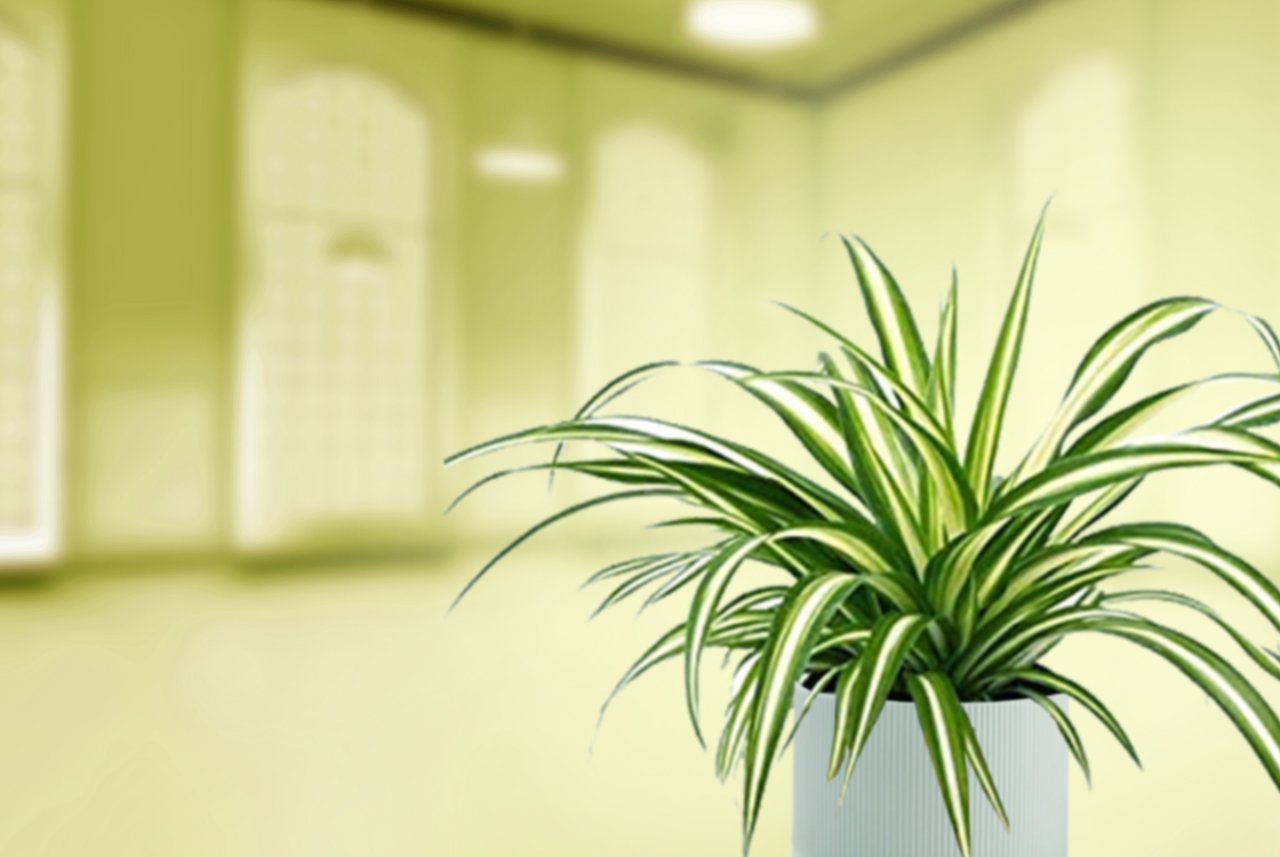 Spider Plants: The Best Houseplant For Your Home.